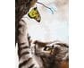 Kotek i motyl 40x50cm malowanie po numerach