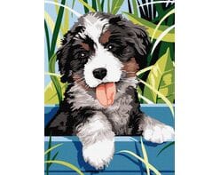 Piękny Berneński Pies Pasterski