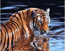 Tygrys i woda