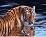 Tygrys i woda malowanie po numerach