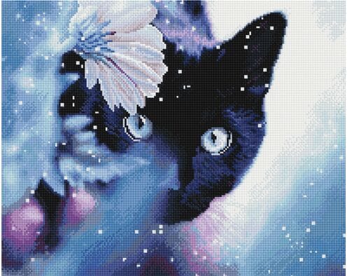 Czarny kot