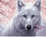 Biały wilk 50x65cm malowanie po numerach
