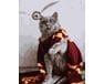 Kot Gryfindoru malowanie po numerach