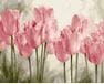 Różowe tulipany malowanie po numerach
