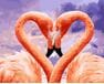 Zakochane flamingo malowanie po numerach