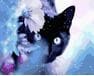 Ciekawski czarny kot malowanie po numerach