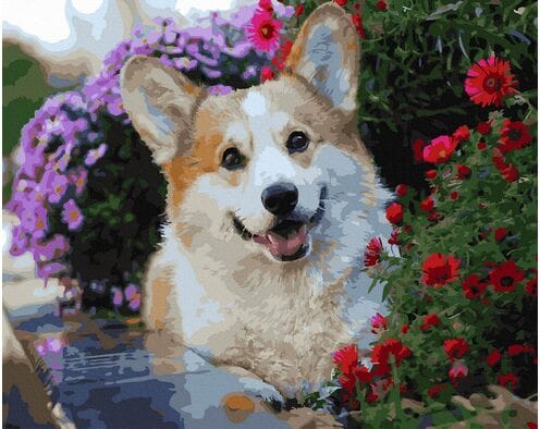 Walijski corgi