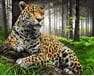 Majestatyczny jaguar malowanie po numerach