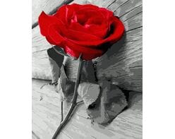 Czerwona róża 40x50 cm