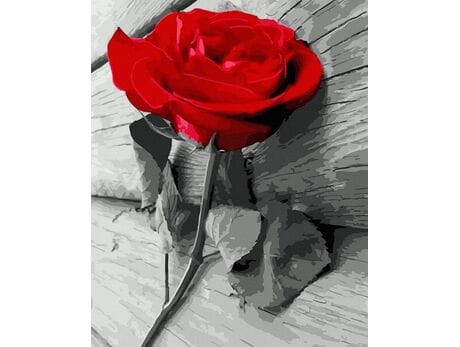 Czerwona róża 40x50 cm malowanie po numerach