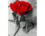 Czerwona róża 40x50 cm malowanie po numerach
