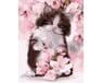 Kociak w kwiatach 40x50 cm malowanie po numerach