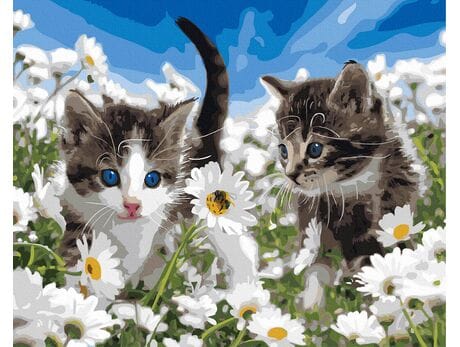 Kotki w polu rumianków 40x50 cm malowanie po numerach