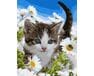 Kotek w polu rumianków 40cm*50cm (bez ramy) malowanie po numerach
