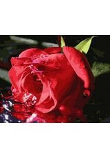 Delikatny pąk róży 40cm*50cm (bez ramy)